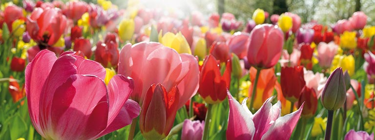Beautiful tulips of the Netherlands